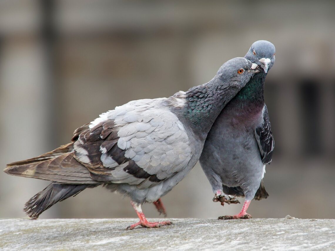 Perché bisogna rispettare i piccioni?