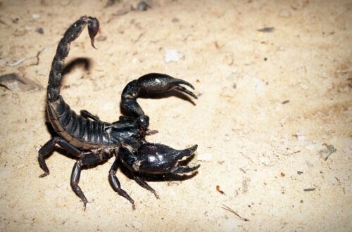 Ruolo ecologico degli scorpioni