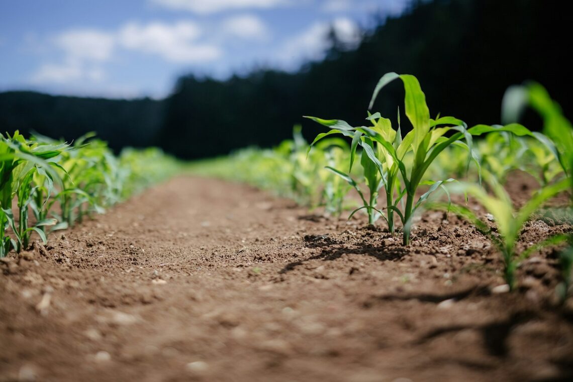 Effetti del riscaldamento globale sull'agricoltura