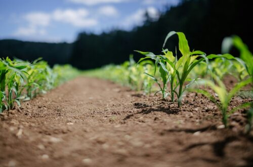 Effetti del riscaldamento globale sull'agricoltura