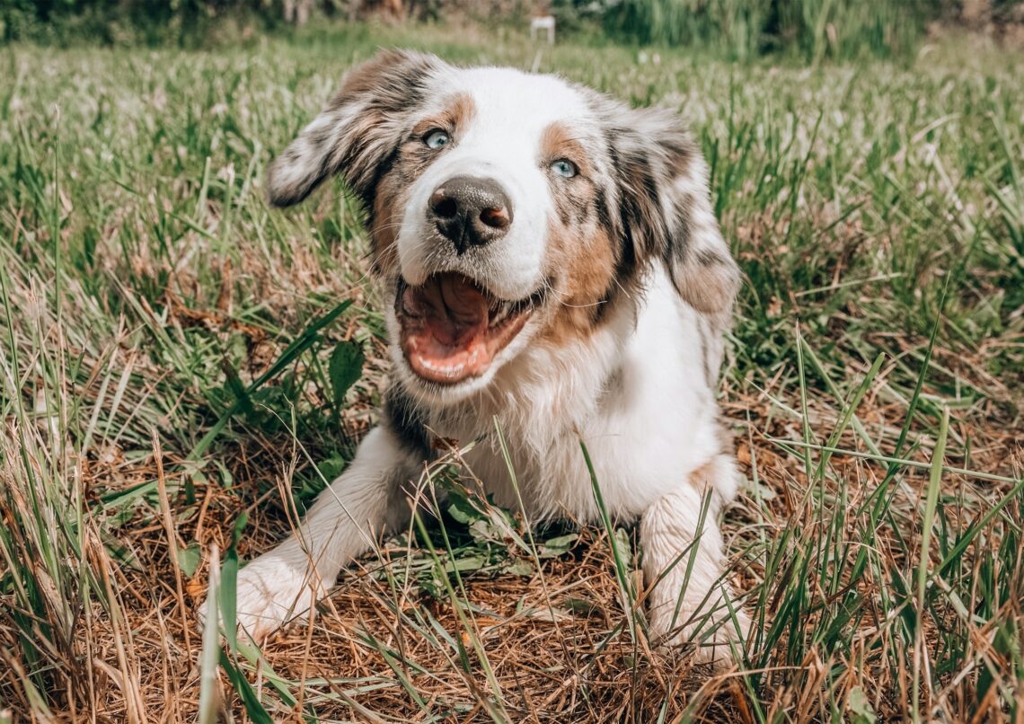 Quante volte bisogna portare il cane fuori?