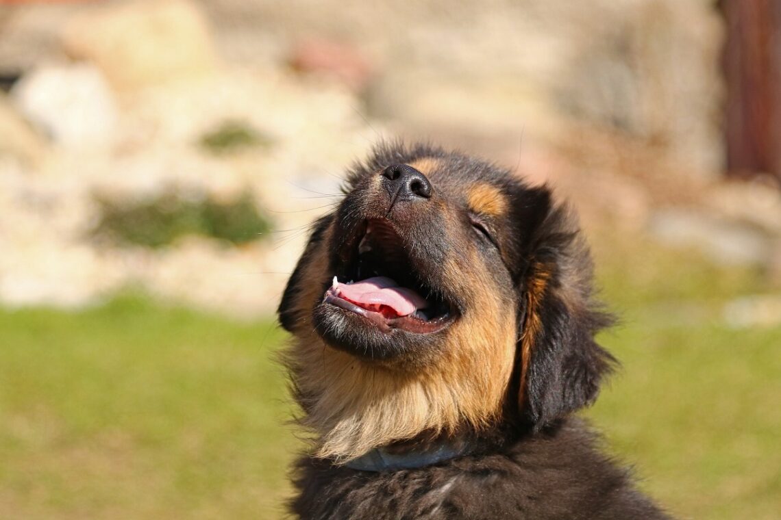 Bergamo inaugura lo Sportello LAV contro i maltrattamenti degli animali