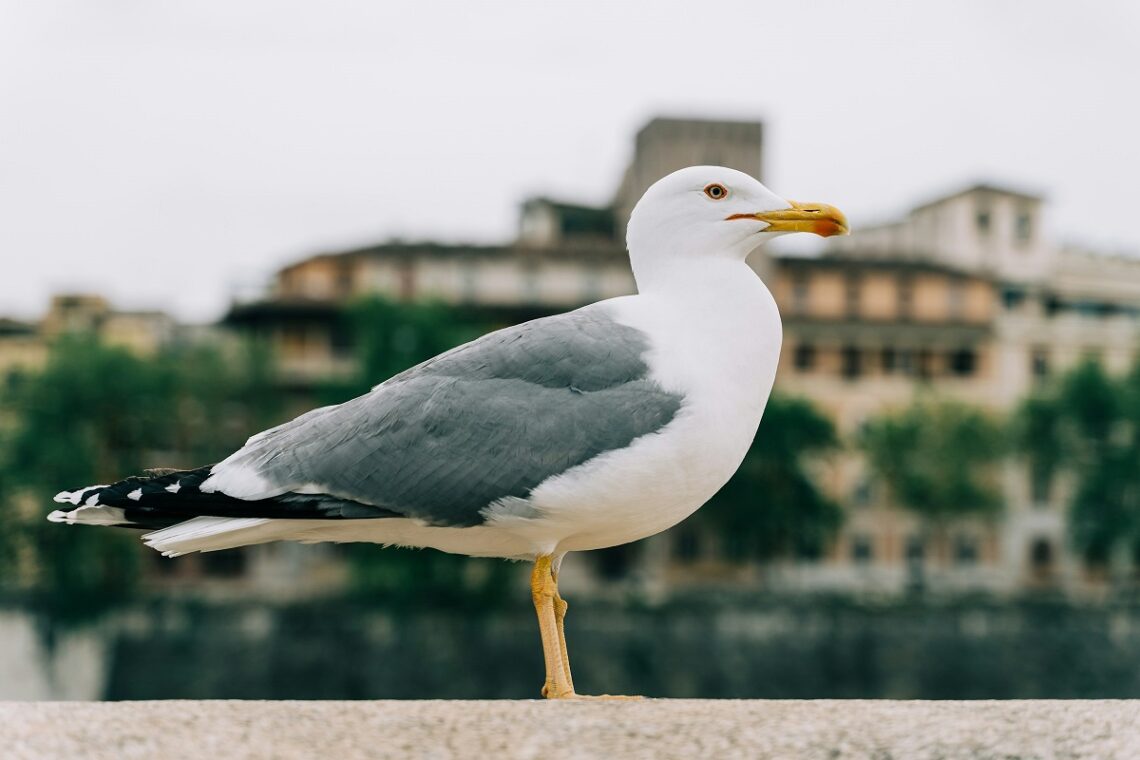 I suoni della natura stanno cambiando: l’impatto dell’uomo sulla bioacustica