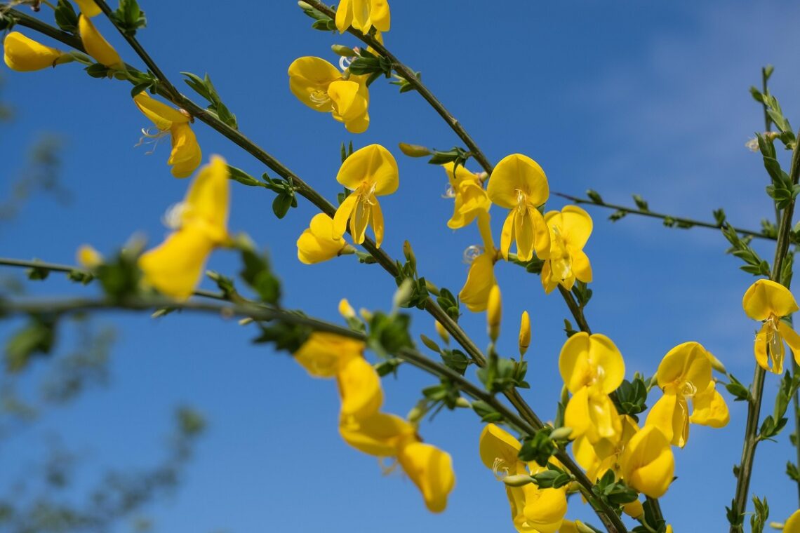 Ginestra: un simbolo di resilienza nella natura e nella poesia leopardiana