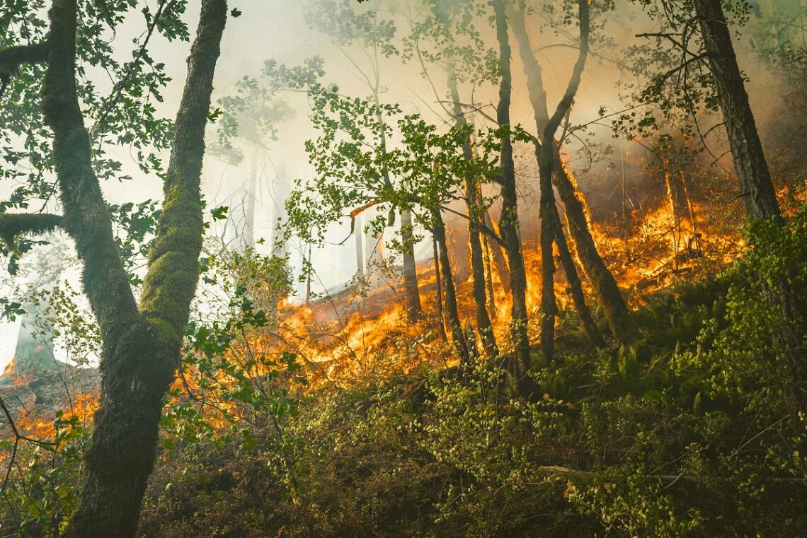 Come ridurre il rischio di incendi boschivi