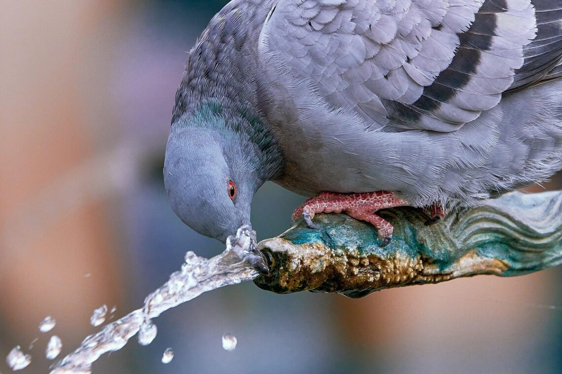 Strategie per trasformare le città in rifugi sicuri per la fauna urbana