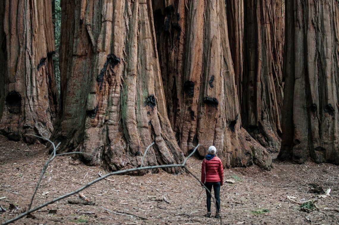 Sequoia National Park tra turismo e sfide ambientali