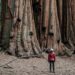 Sequoia National Park tra turismo e sfide ambientali