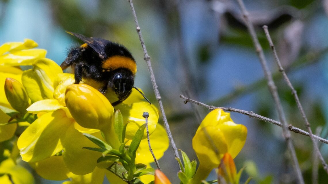 Caratteristiche e ruolo ecologico dei bombi