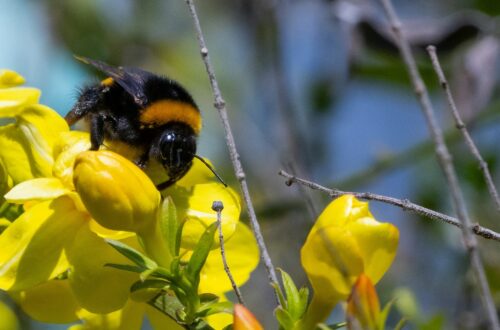 Caratteristiche e ruolo ecologico dei bombi