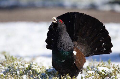 Gallo cedrone: caratteristiche, habitat e conservazione