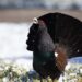 Gallo cedrone: caratteristiche, habitat e conservazione