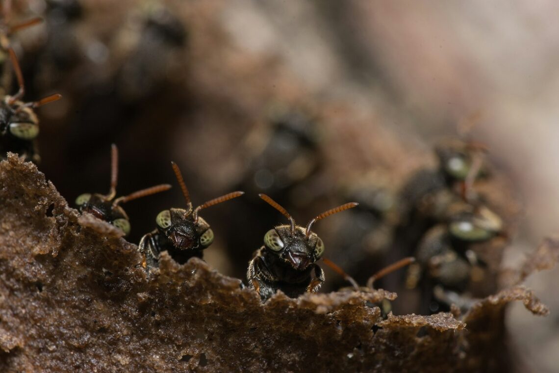 Il ruolo cruciale degli insetti nell’equilibrio naturale