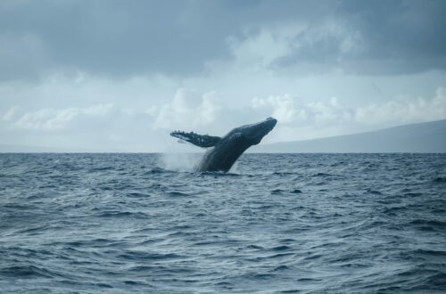 I segreti delle balene: in che modo comunicano e navigano negli oceani